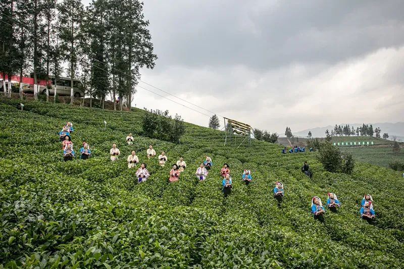 关于黔西南：小小茶叶子 增收好路子的内容(1)