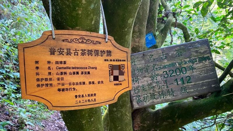 关于黔西南：小小茶叶子 增收好路子的内容(2)