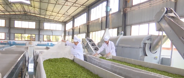 关于黔西南：小小茶叶子 增收好路子的内容(5)