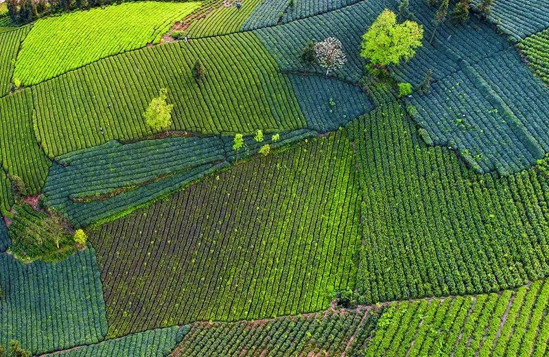 关于黔西南：小小茶叶子 增收好路子的内容