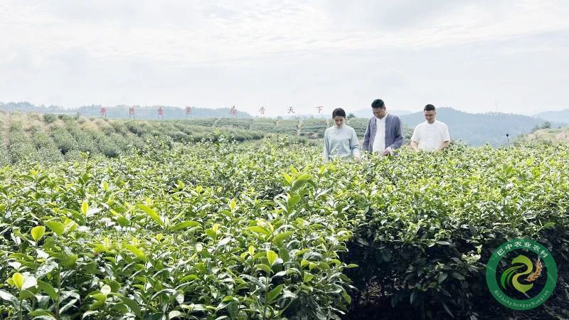 有关于“金奖茶叶”背后的故事～的相关信息