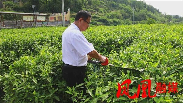 关于凤凰县:茶园管护正当时 专家“把脉”送良方的最新消息(1)