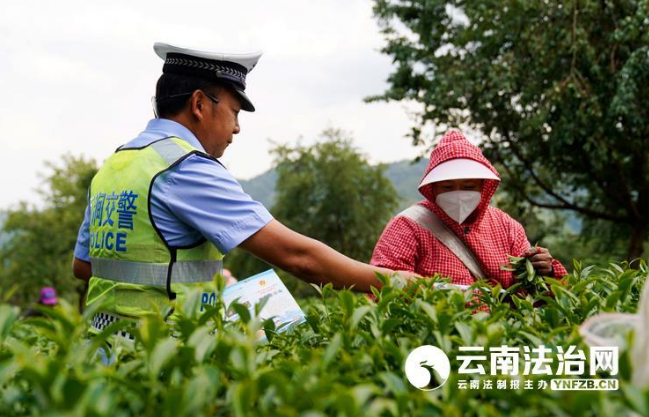 关于采茶正当时 南涧交警藏茶谷里话安全的最新消息(1)