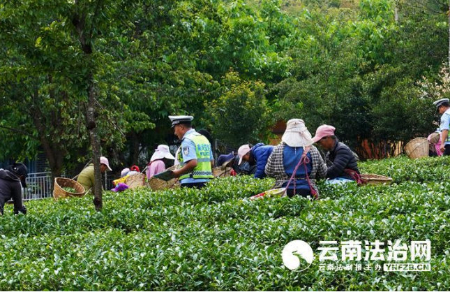关于采茶正当时 南涧交警藏茶谷里话安全的最新消息