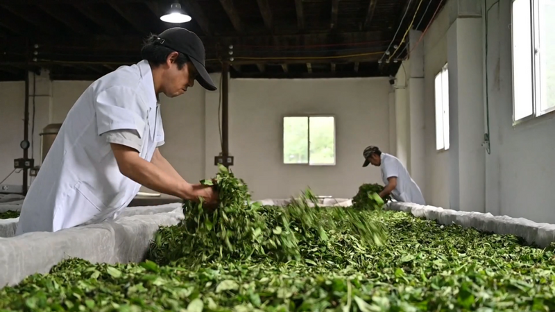 有关于做优品质 赋能茶产业高质量发展的相关信息(1)