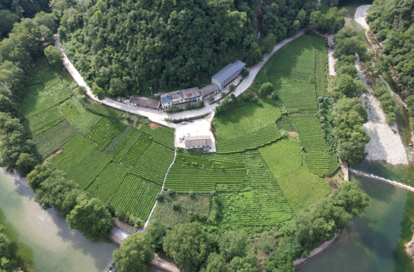 有关于康县：从卖茶叶到卖“文化”探索茶旅融合新路径的相关信息