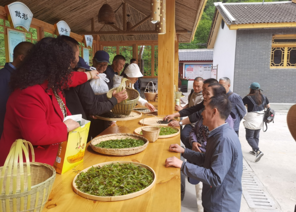 有关于康县：从卖茶叶到卖“文化”探索茶旅融合新路径的相关信息(1)