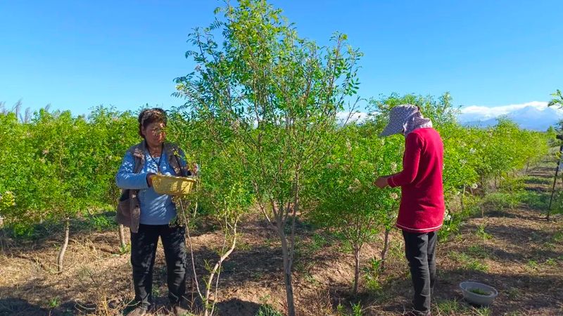 有关于吉木萨尔县:文冠果园采茶忙 一树多效助振兴的新闻(1)