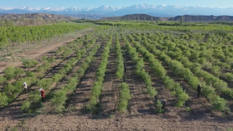 有关于吉木萨尔县:文冠果园采茶忙 一树多效助振兴的新闻