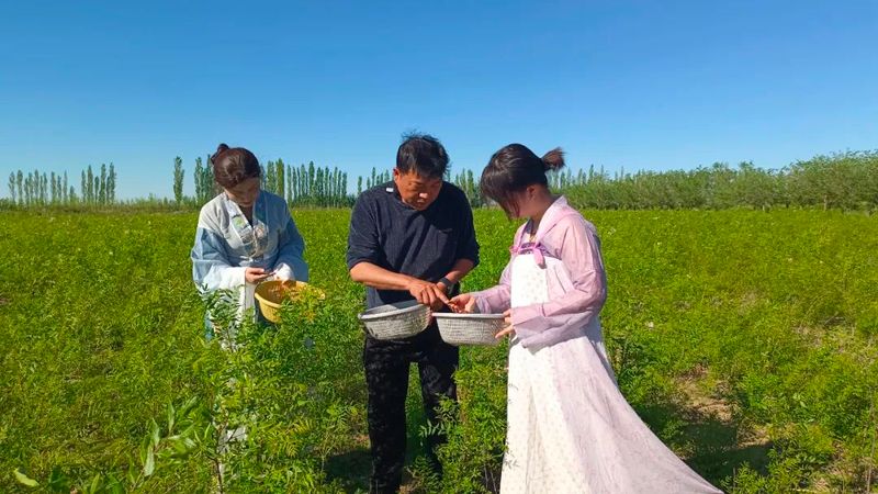 有关于吉木萨尔县:文冠果园采茶忙 一树多效助振兴的新闻(2)