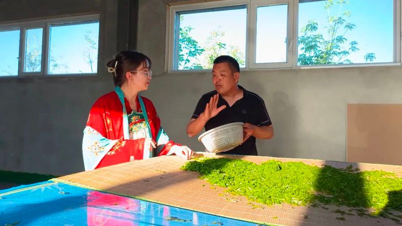 有关于吉木萨尔县:文冠果园采茶忙 一树多效助振兴的新闻(3)