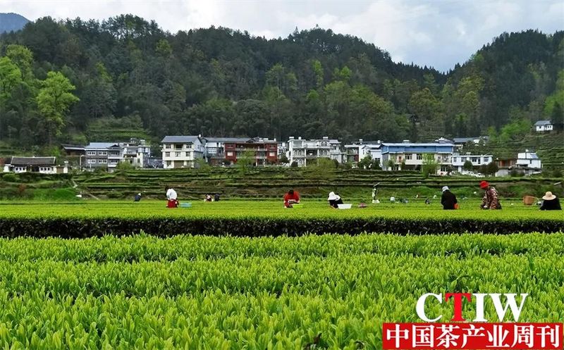 关于咸丰:“小茶叶”成“大产业”的信息