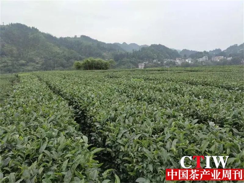 关于咸丰:“小茶叶”成“大产业”的信息(1)