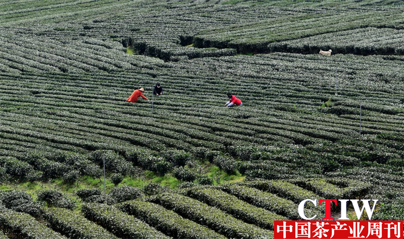 关于咸丰:“小茶叶”成“大产业”的信息(2)