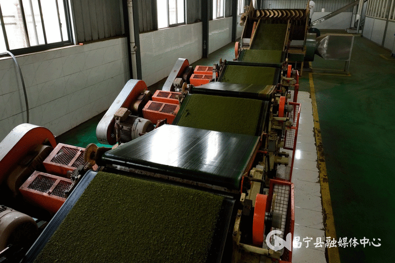 关于昌宁:CTC红碎茶激发茶产业新活力的消息(4)