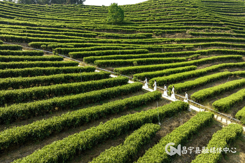 关于昌宁:CTC红碎茶激发茶产业新活力的消息(2)