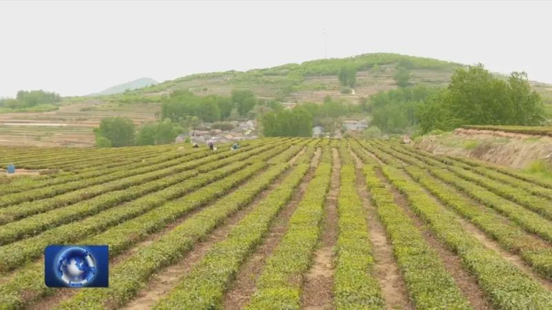 关于茶产业铺就致富路 的相关内容(8)