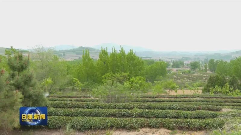 关于茶产业铺就致富路 的相关内容(6)