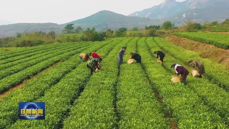关于茶产业铺就致富路 的相关内容(10)