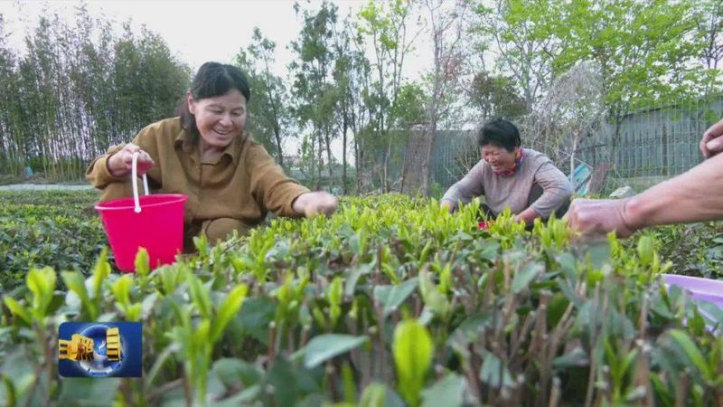 关于茶产业铺就致富路 的相关内容(3)