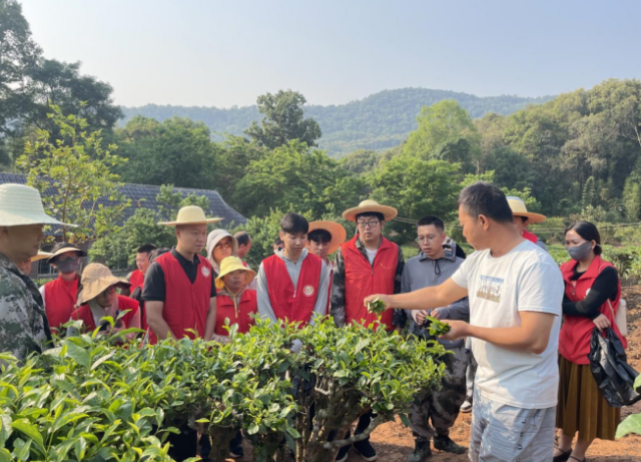 关于景洪市景讷乡:春茶山上“志愿红”的最新消息(1)