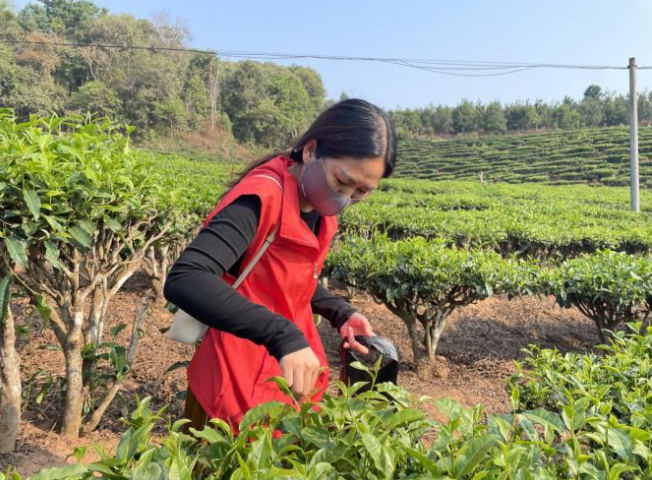 关于景洪市景讷乡:春茶山上“志愿红”的最新消息(4)