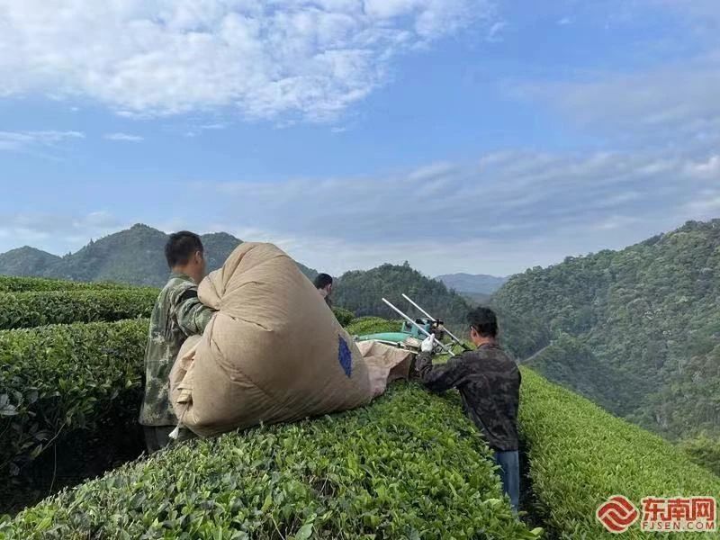 有关于建阳小湖镇：茶韵美景两相宜 共赴一场采茶之约的相关内容