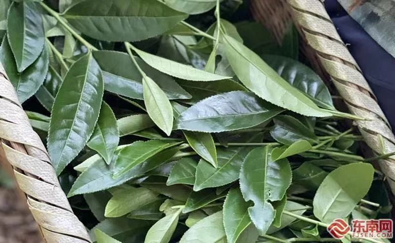 有关于建阳小湖镇：茶韵美景两相宜 共赴一场采茶之约的相关内容(2)