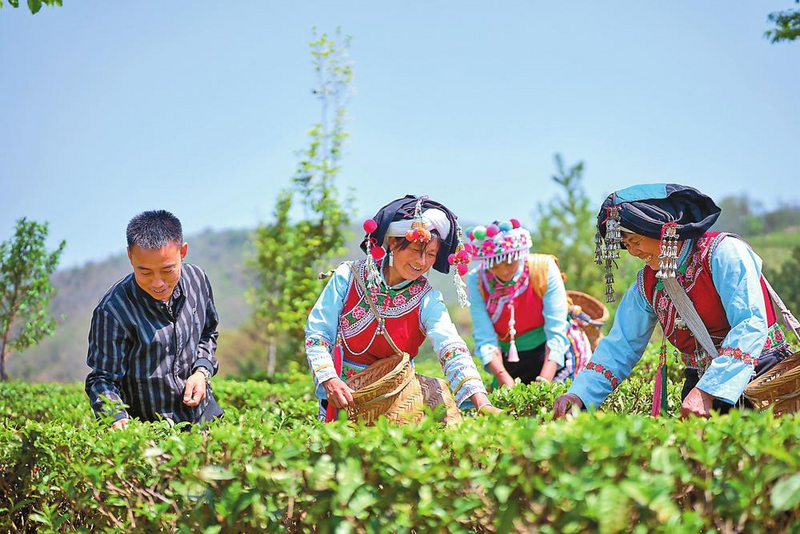 有关于大理巍山：高山茶飘香的资讯