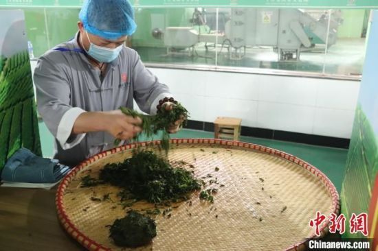 关于江西修水上演传统制茶技艺的内容(3)