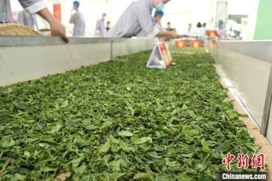 关于江西修水上演传统制茶技艺的内容(1)