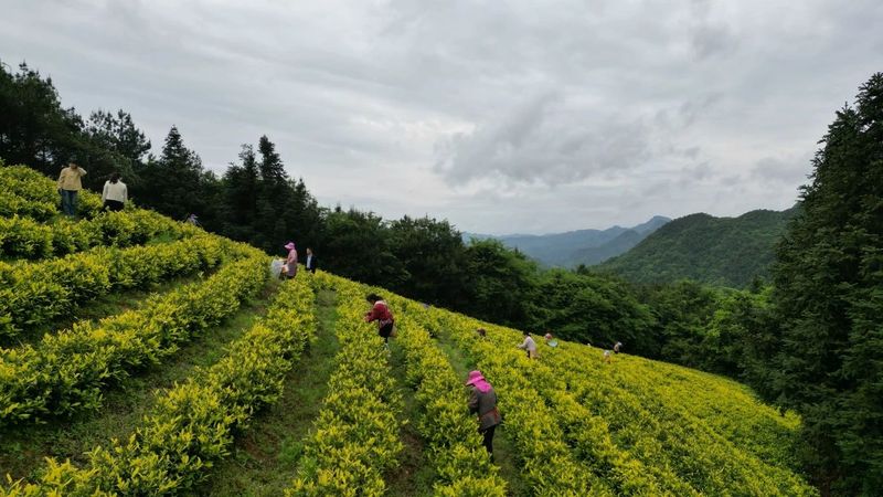 有关于思南：“新质”引领 奔赴茶产业发展“新赛道”的消息(1)