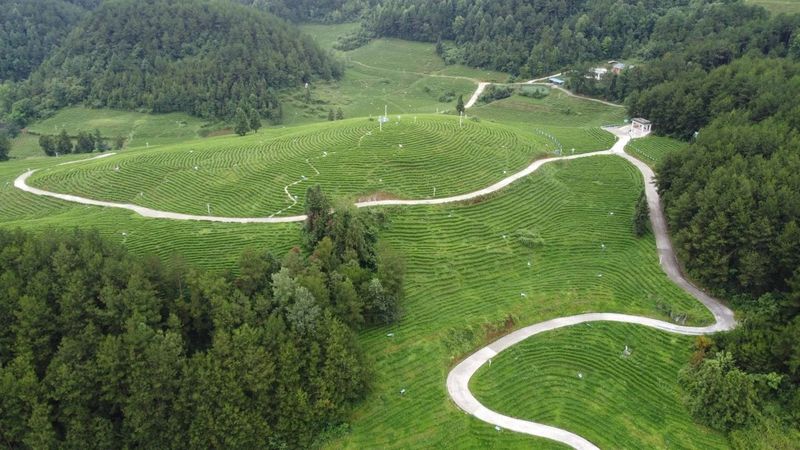 有关于思南：“新质”引领 奔赴茶产业发展“新赛道”的消息