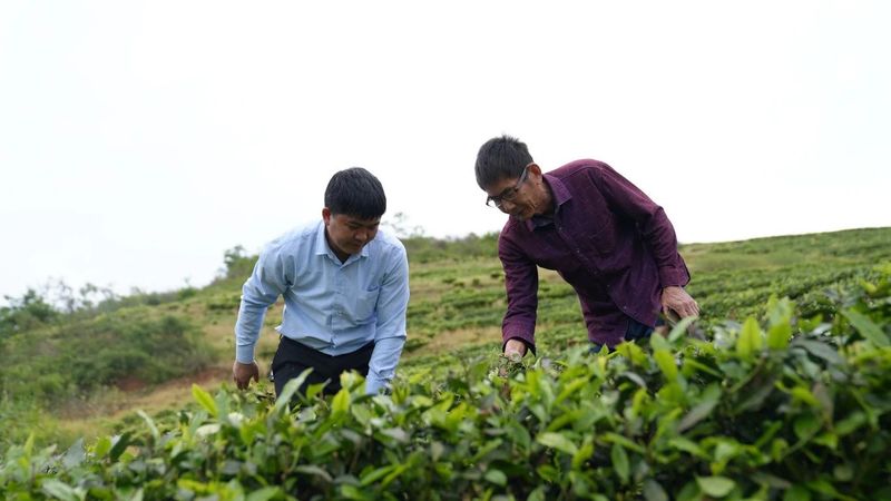 有关于思南：“新质”引领 奔赴茶产业发展“新赛道”的消息(6)