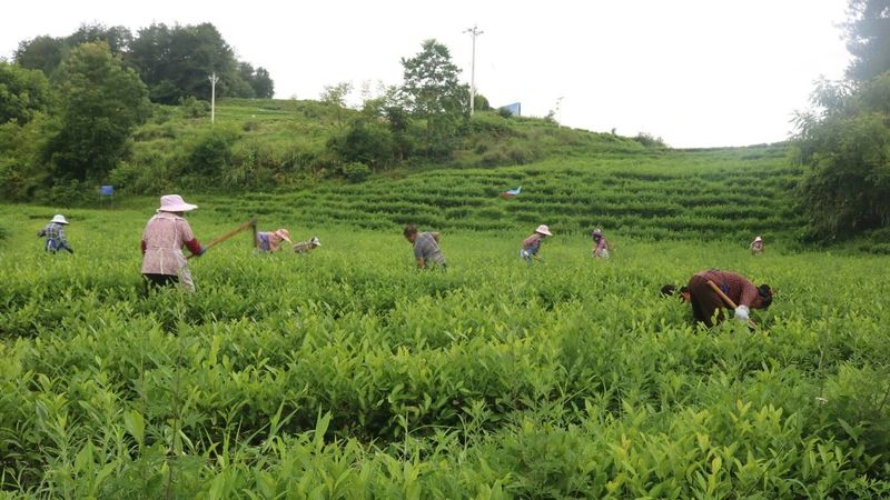 有关于思南：“新质”引领 奔赴茶产业发展“新赛道”的消息(11)