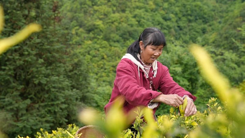 有关于思南：“新质”引领 奔赴茶产业发展“新赛道”的消息(2)