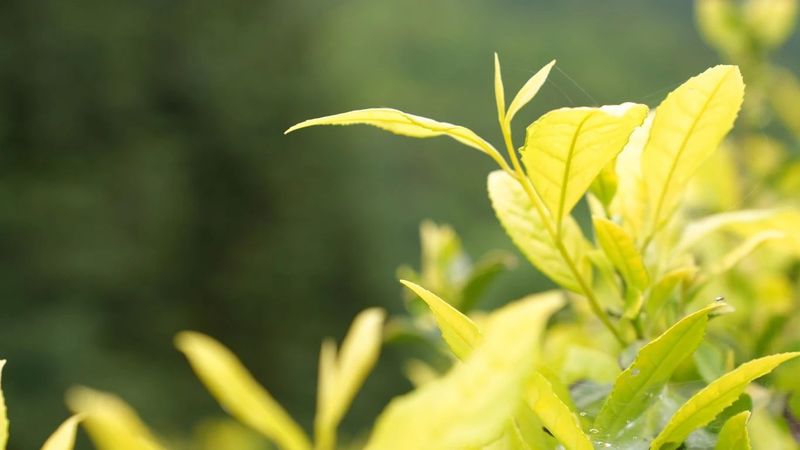 有关于思南：“新质”引领 奔赴茶产业发展“新赛道”的消息(3)