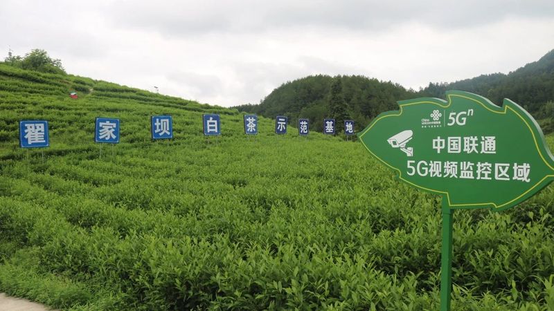 有关于思南：“新质”引领 奔赴茶产业发展“新赛道”的消息(7)