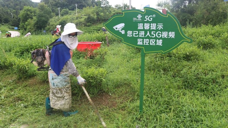 有关于思南：“新质”引领 奔赴茶产业发展“新赛道”的消息(10)