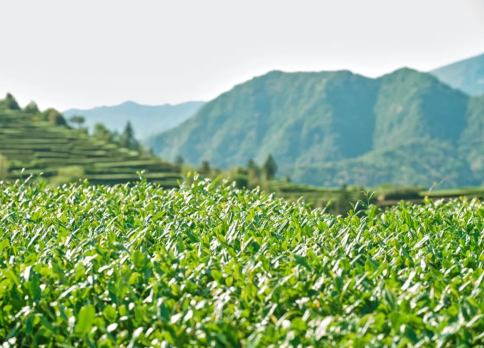 关于让茶饮回归自然本味，“茶的传人”引领无糖茶新风潮的内容(1)