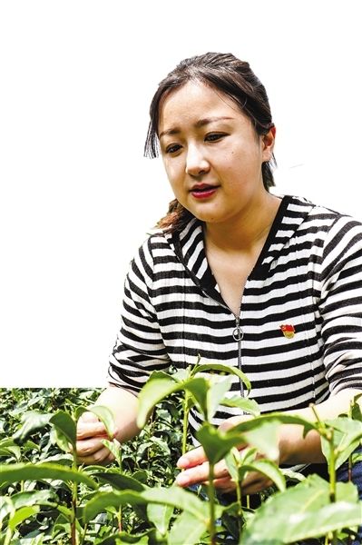 关于淳安:“95后”驻村第一书记“真驻实干”兴茶业的相关内容(1)