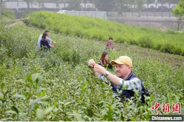 关于从手工采茶到宋代点茶 国际友人体验中国茶文化的相关内容(1)