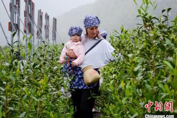 关于从手工采茶到宋代点茶 国际友人体验中国茶文化的相关内容