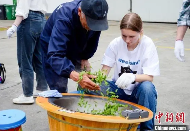 关于从手工采茶到宋代点茶 国际友人体验中国茶文化的相关内容(3)
