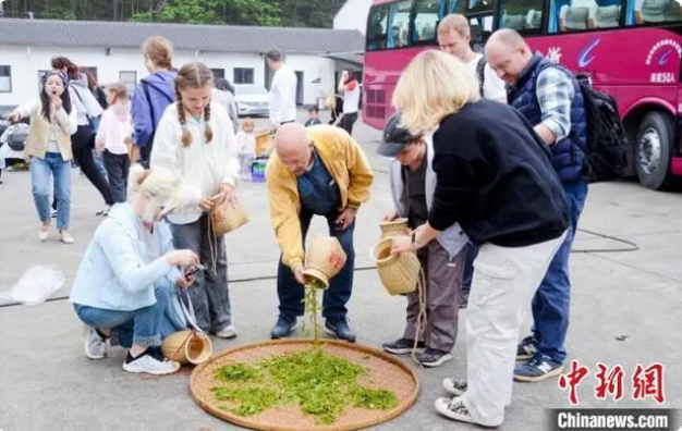 关于从手工采茶到宋代点茶 国际友人体验中国茶文化的相关内容(2)