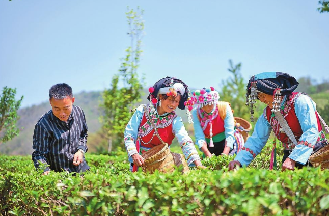 有关于大理巍山：1.42万亩高山生态茶叶进入采摘季的消息