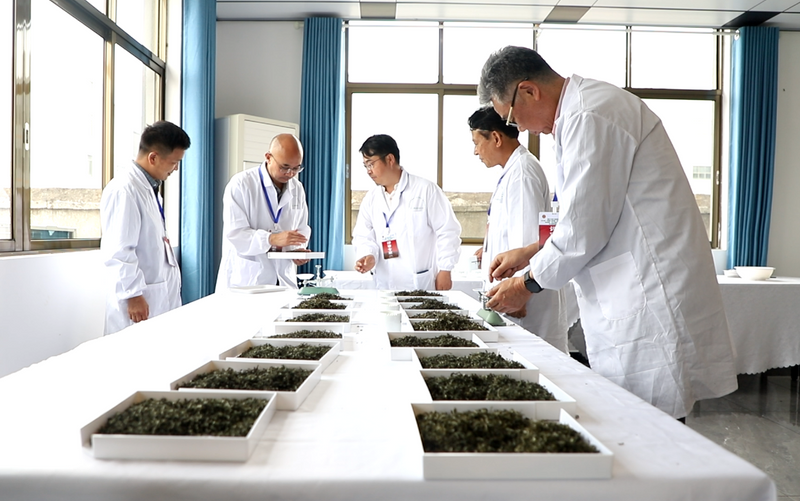 关于84名高手聚丹寨 制茶大赛显匠心的最新消息(2)