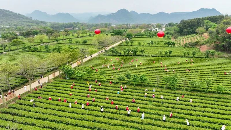 关于英德红茶亮相第六届中国国际茶叶博览会的资讯(2)