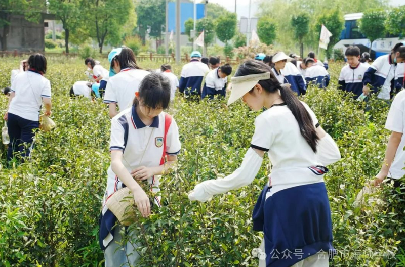 有关于合肥市 采茶知礼仪 劳动育新人的新闻(2)