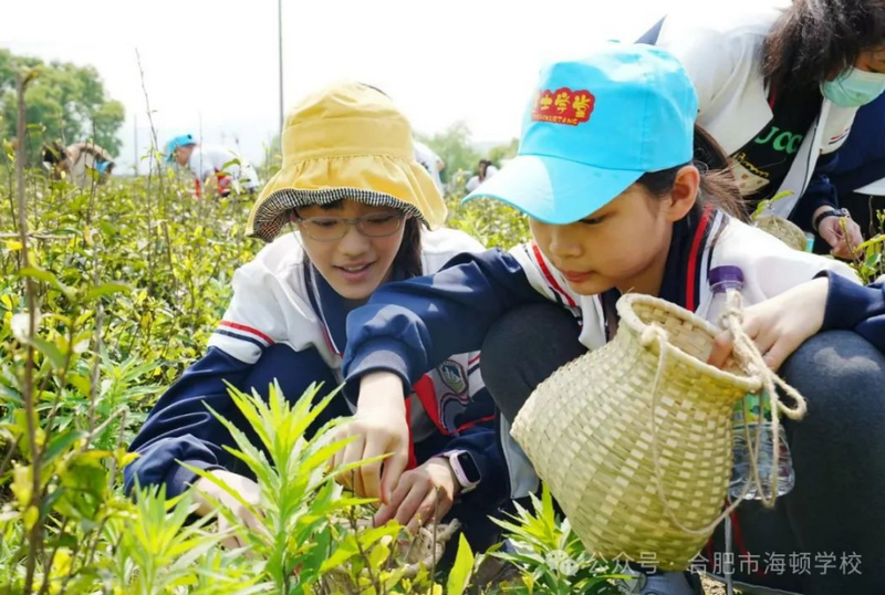 有关于合肥市 采茶知礼仪 劳动育新人的新闻(3)